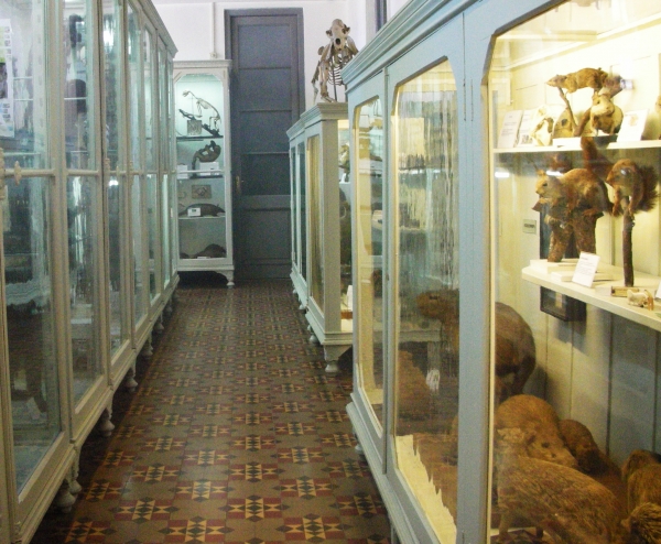 MUSEO DE HISTORIA NATURAL “DR. CARLOS TORRES DE LA LLOSA”