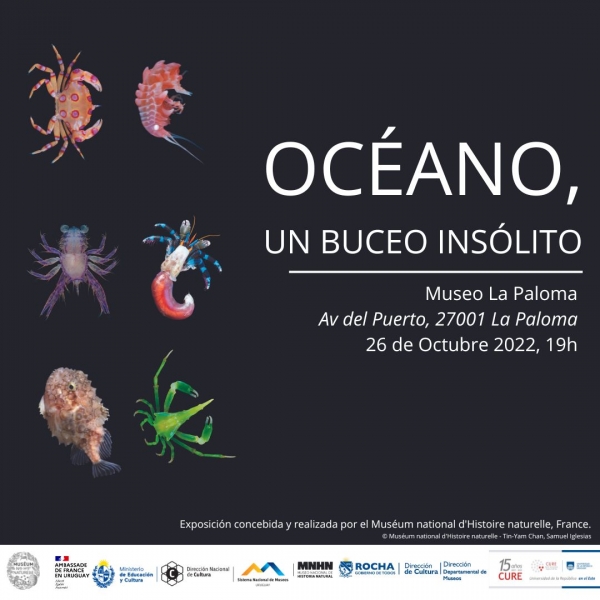 Exposici&oacute;n "Oc&eacute;ano, un buceo ins&oacute;lito" en el Museo La Paloma