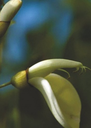 Futuro Natural. Arte y Ciencias Naturales. Desde el  jueves 11 de noviembre.